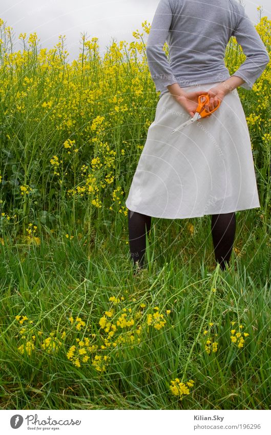 Rapsmörderin Schere feminin Junge Frau Jugendliche Rücken Umwelt Natur Landschaft Pflanze Sommer Klima schlechtes Wetter Rapsfeld Feld Rock Strumpfhose Blühend