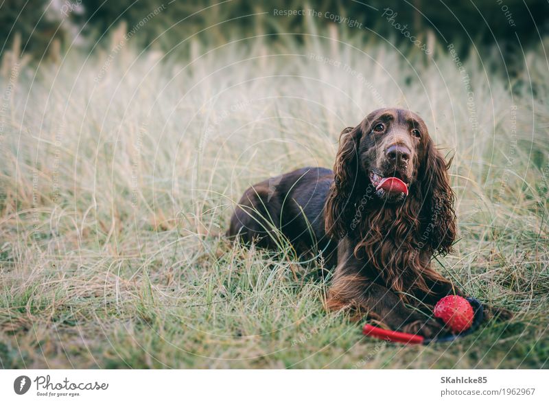 Glücklicher Hund mit Ball Tier Haustier Tiergesicht Fell Pfote 1 Spielzeug Spielen Coolness Freundlichkeit Fröhlichkeit schön braun gelb grün Farbfoto