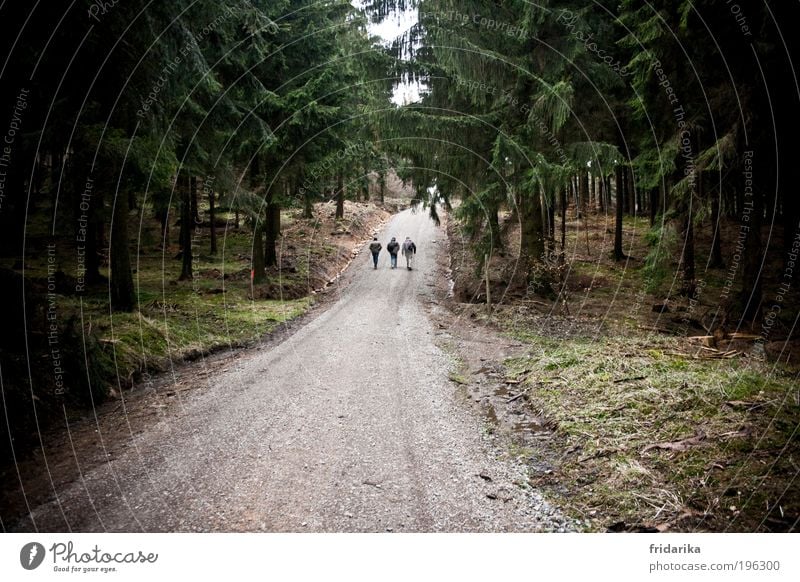 das wandern ist des müllers lust, das wa-an-dern! ruhig Ausflug Abenteuer Ferne Expedition 3 Mensch Baum Tanne Tannenzweig Wald Wege & Pfade Fußweg Wildtier