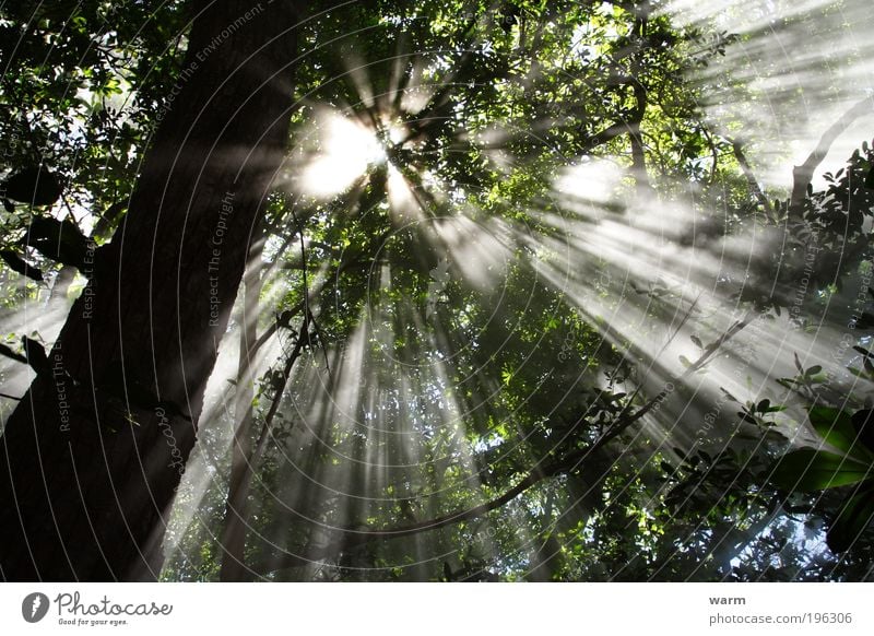 Sonnenstrahlen im Nebelwald Umwelt Natur Pflanze Luft Sommer Schönes Wetter Baum Wald Urwald Costa Rica ruhig Farbfoto Außenaufnahme Menschenleer Tag Licht