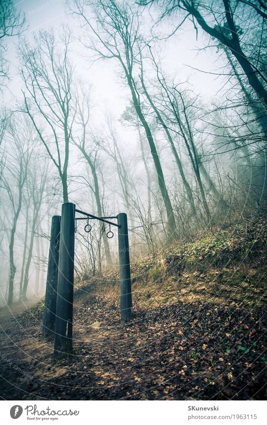 Übungsausrüstung im nebelhaften Wald auf Gesundheitspfad. exotisch schön Winter Tapete Umwelt Natur Landschaft Pflanze Erde Nebel Baum Blatt Urwald Hügel