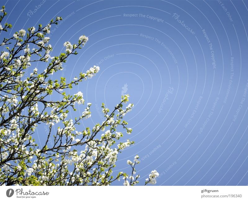 amidst flurrying cherry blossoms Frucht Kirsche Umwelt Natur Pflanze Himmel Wolkenloser Himmel Sonne Frühling Schönes Wetter Baum Blatt Blüte Nutzpflanze