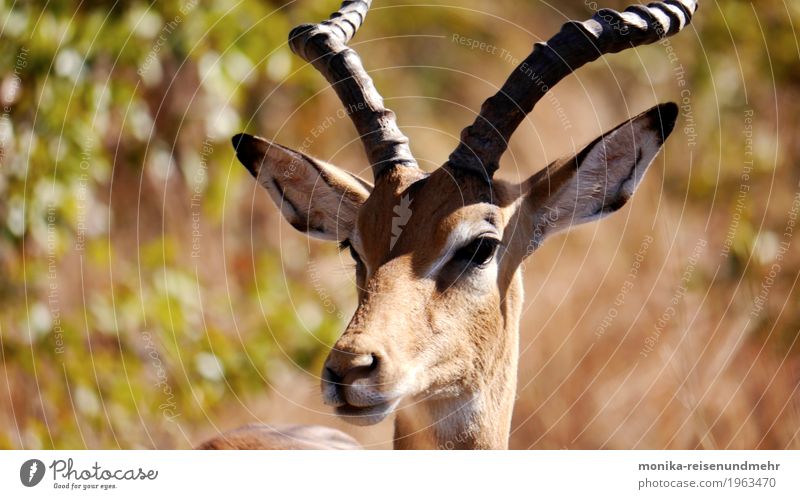 Antilope bei Sonnenaufgang Abenteuer Freiheit Natur Tier Wildtier 1 beobachten Farbfoto Außenaufnahme Morgen Sonnenuntergang Tierporträt