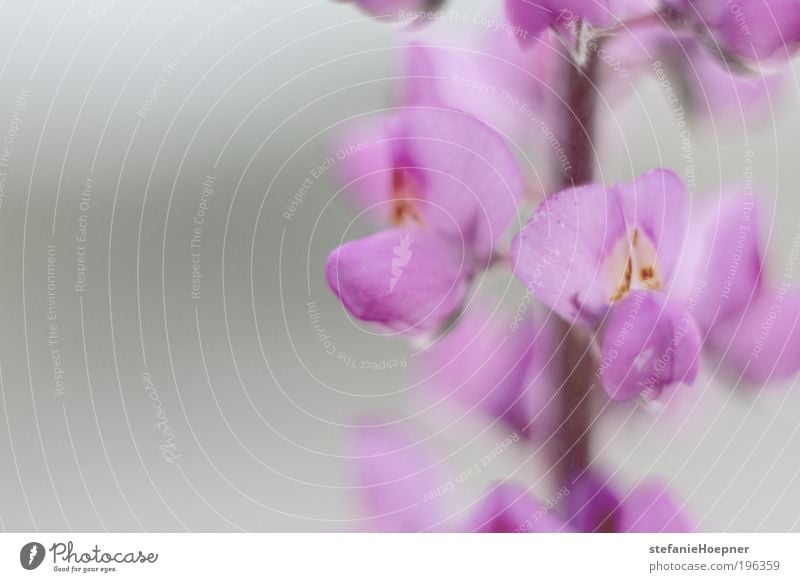 desert flower Umwelt Natur Pflanze Frühling Blume Wildpflanze Wüste Wüstenpflanze Blühend verblüht ästhetisch außergewöhnlich exotisch natürlich positiv blau