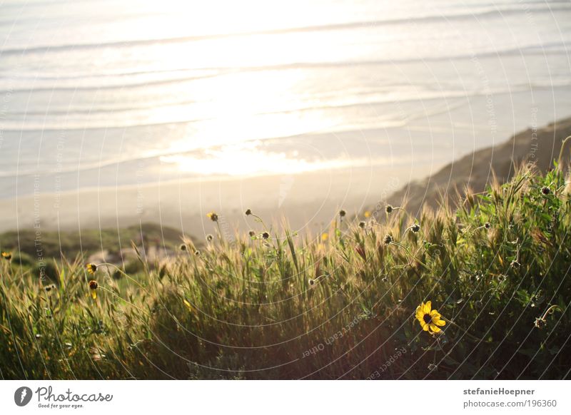 beach flowers Ferien & Urlaub & Reisen Ferne Freiheit Sommer Sommerurlaub Sonne Strand Meer Wellen Umwelt Natur Pflanze Wasser Sonnenlicht Frühling