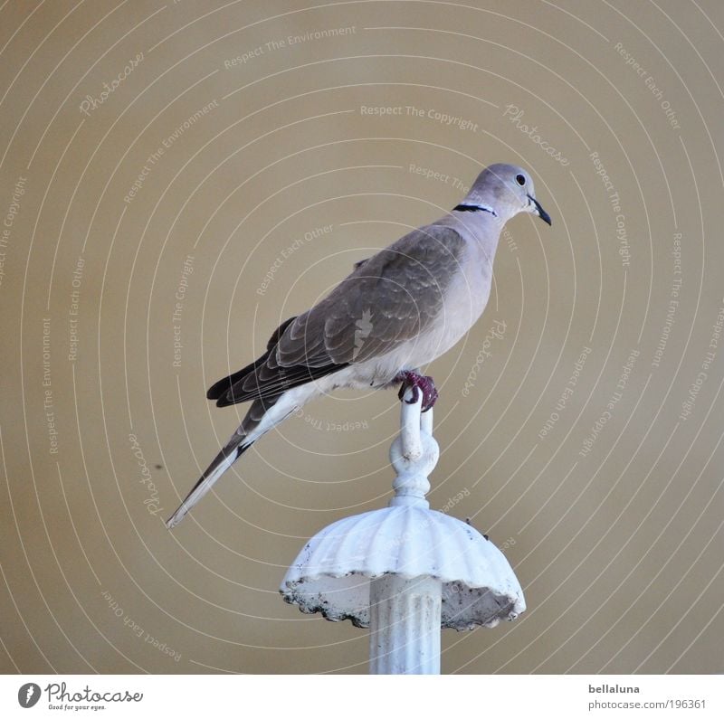 Balance Natur Schönes Wetter Tier Wildtier Vogel Taube Flügel Krallen 1 sitzen elegant natürlich dünn Lampe Farbfoto Außenaufnahme Morgen Tag Licht