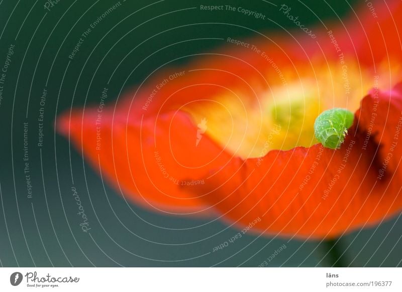 Ausstieg Umwelt Natur Pflanze Tier Blume Mohn Mohnblüte Raupe Insekt 1 Bewegung Blühend entdecken krabbeln ästhetisch gelb grün rot Entwicklung Farbfoto