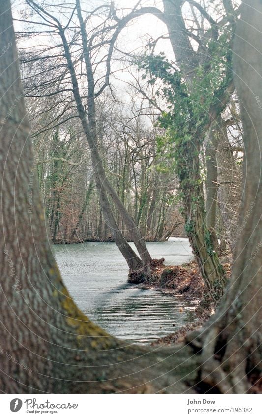 Nach der Schneeschmelze Landschaft Pflanze Baum Sträucher Moos Park Seeufer natürlich Zufriedenheit Frühlingsgefühle Gelassenheit einzigartig Erholung Hoffnung