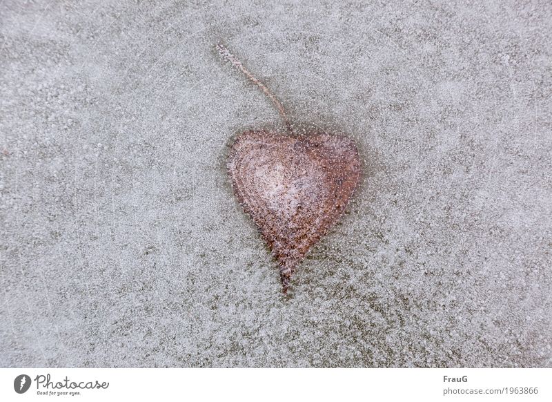 im Eis gefangen Natur Winter Frost Blatt See Herz kalt Farbe gefroren Eiskristall Luftblase konserviert Farbfoto Außenaufnahme Textfreiraum links