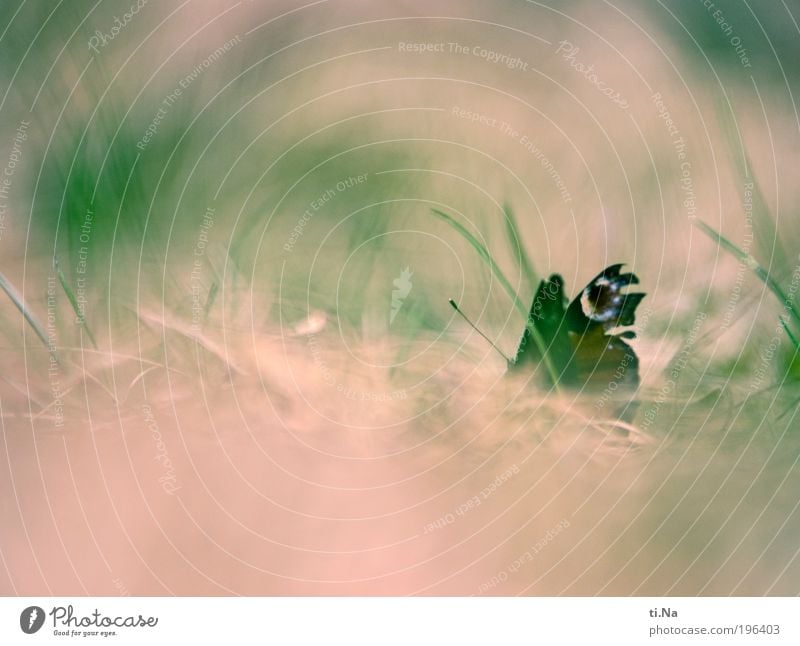 Schmetterlingsfarben Umwelt Natur Landschaft Pflanze Tier Frühling Gras Park Wiese Feld Wildtier 1 beobachten sitzen ästhetisch authentisch elegant hell schön