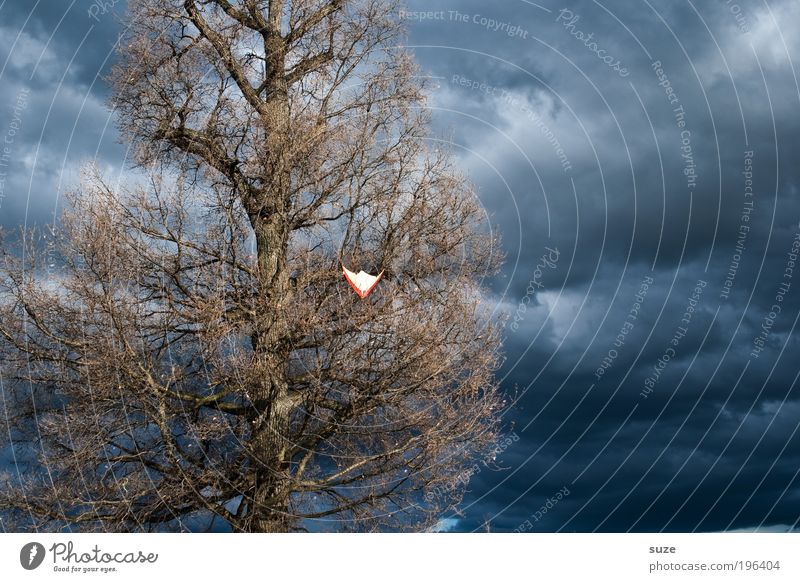 Drachenbaum Freizeit & Hobby Spielen Kinderspiel Himmel Herbst Unwetter Wind Sturm Gewitter Baum hängen Traurigkeit dunkel blau Desaster verlieren