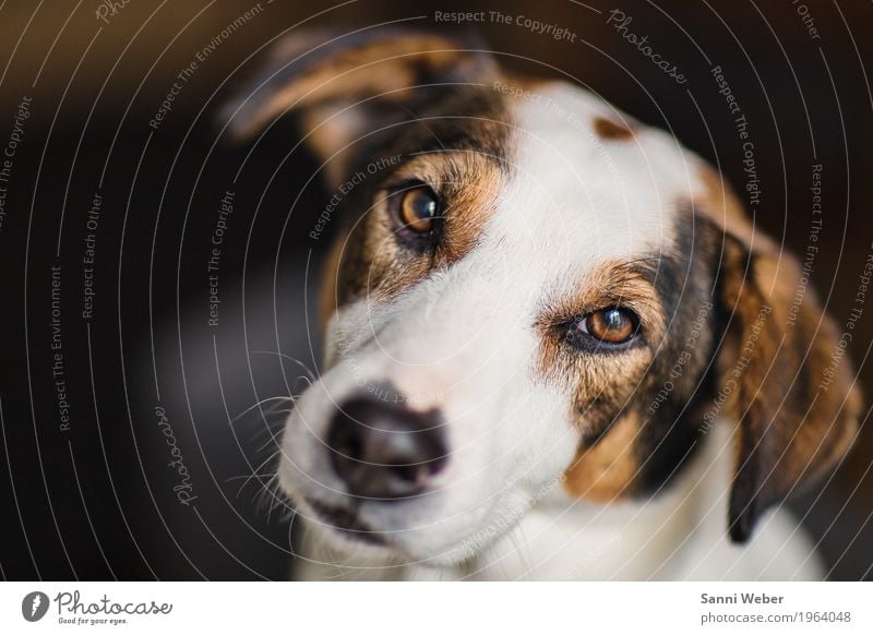 Blickkontakt Tier Haustier Hund Tiergesicht Fell 1 beobachten braun weiß Kontakt Hund Tier Säugetier Blick in die Kamera Farbfoto Innenaufnahme Nahaufnahme