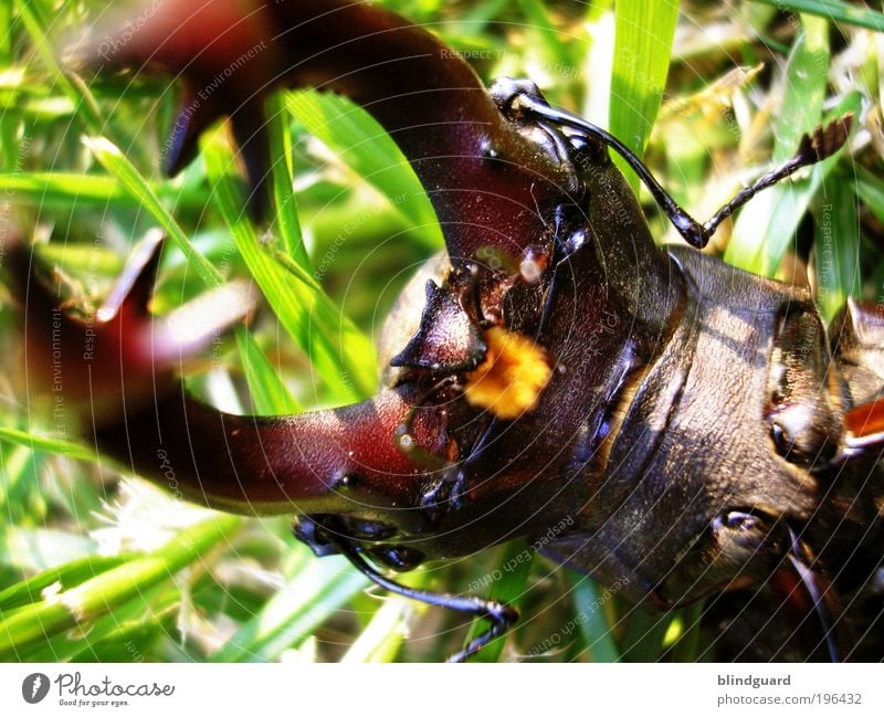 When I'm Dead And Gone Gras Tiergesicht 1 braun grün Tod Hirschkäfer Artenschutz Zange Fühler selten Insekt Chitin Bursicon Arthropoden Gliederfüßer Farbfoto