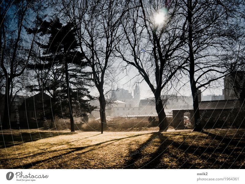 Am Stadtwall Umwelt Landschaft Wolkenloser Himmel Horizont Winter Schönes Wetter Baum Gras Zweige u. Äste Park Wiese Bautzen Lausitz Deutschland Kleinstadt