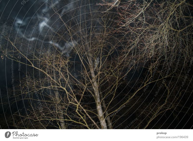 Waldbrand Umwelt Natur Landschaft Angst gefährlich Nervosität Ast Baum Rauch Farbfoto Gedeckte Farben Außenaufnahme Menschenleer Nacht Kunstlicht