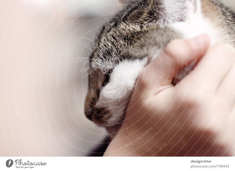 „Rrrrrrr rrrrrrrrrrrrrr rrrrrrrr … Hand Haustier Katze Fell kuschlig niedlich Wärme wild weich Lebensfreude Vertrauen Geborgenheit Warmherzigkeit Sympathie