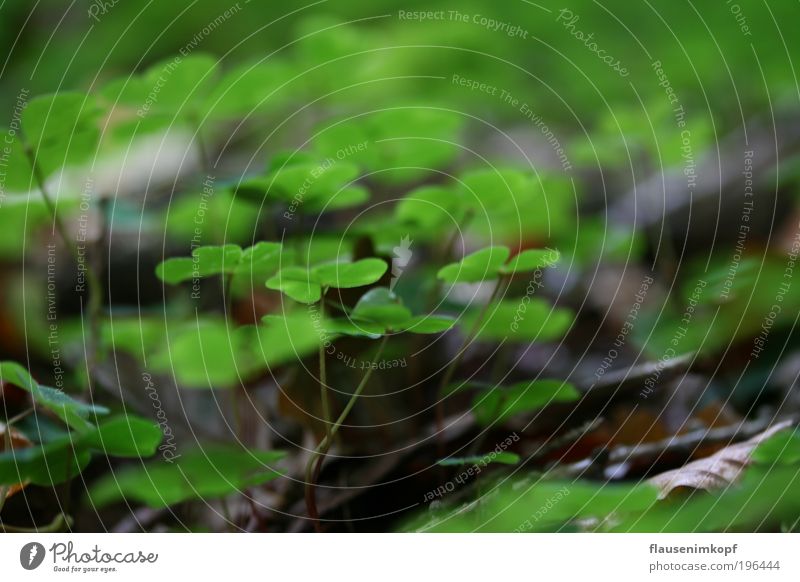 Waldboden Natur Erde Herbst Pflanze Grünpflanze Umwelt Farbfoto Außenaufnahme Menschenleer Abend Schwache Tiefenschärfe Tag