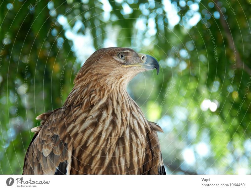 Ein Falkenadler Jagd Freiheit Umwelt Natur Landschaft Pflanze Tier Himmel Schönes Wetter Baum Park Wald Wildtier Vogel Tiergesicht Flügel 1 Aggression wild blau