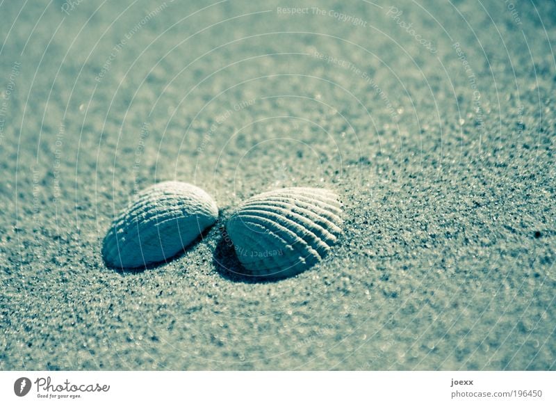 Kuschel-Muschel Sand Strand Glück kuschlig Gefühle Zusammensein Liebe Herzmuschel gegenüber Sandstrand Ferien & Urlaub & Reisen Strandgut Muschelschale Farbfoto