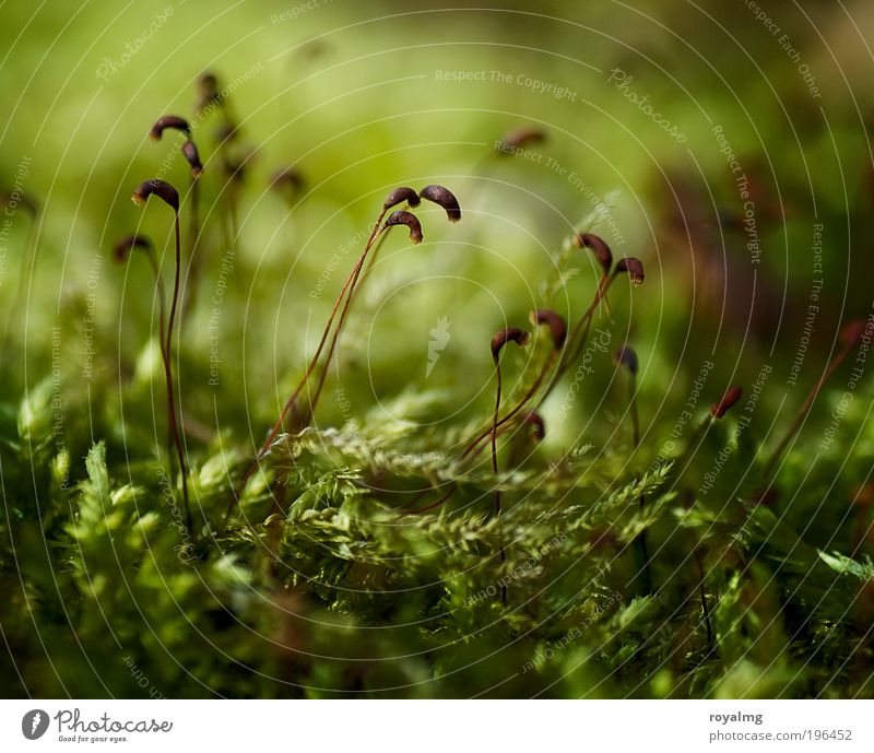 Mo(o)s Def Umwelt Natur Pflanze Grünpflanze frisch grün Moos Moosteppich Samen Waldboden Farbfoto Gedeckte Farben Außenaufnahme Nahaufnahme Makroaufnahme