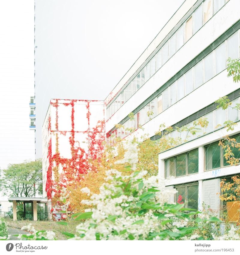 gras über die sache wachsen lassen? Pflanze Baum Blume Gras Sträucher Blatt Grünpflanze Garten Haus Bauwerk Architektur Mauer Wand Schule schulgbäude Missbrauch