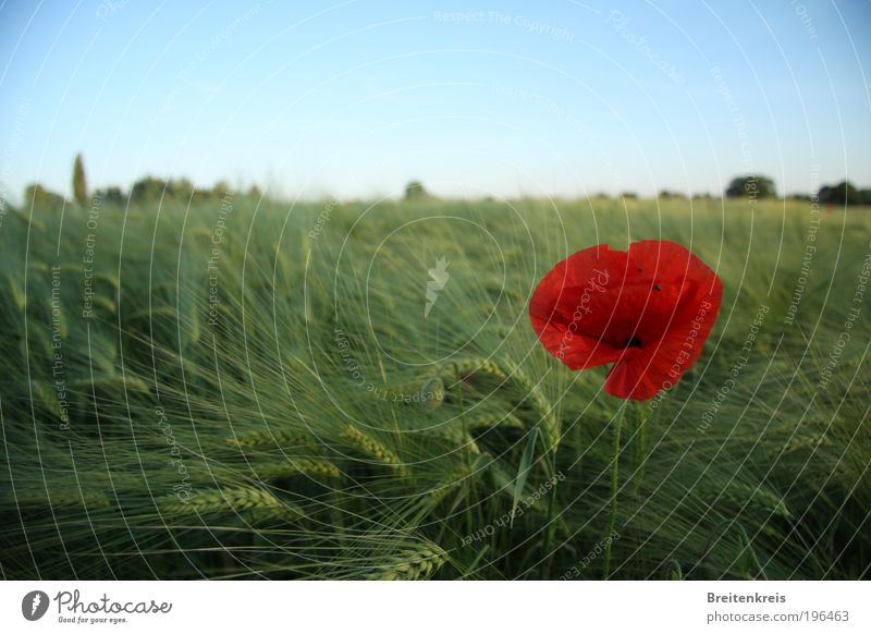 Ein Bett im Kornfeld Getreide harmonisch Wohlgefühl Zufriedenheit Sinnesorgane Erholung ruhig Sommer Sommerurlaub Sonne Natur Landschaft Pflanze Erde Himmel