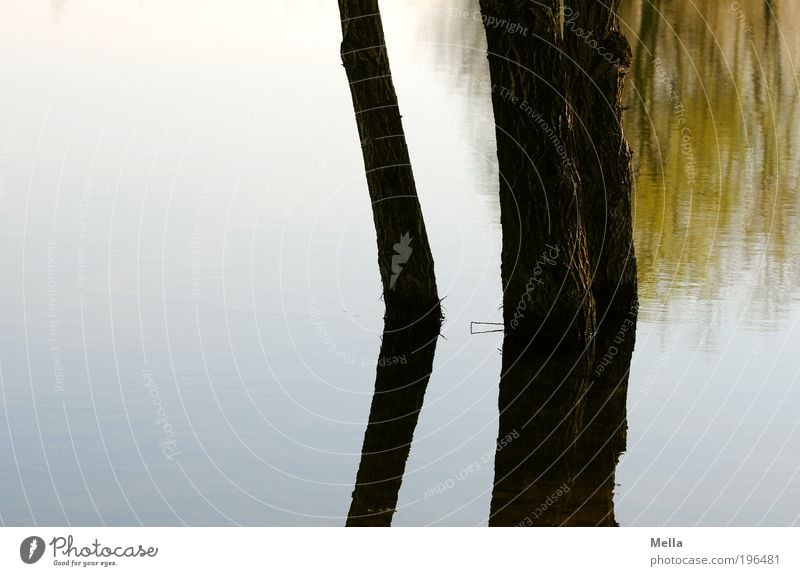 Stille Wasser Umwelt Natur Landschaft Pflanze Baum Seeufer Teich stehen Wachstum Flüssigkeit nass natürlich Stimmung ruhig geheimnisvoll Idylle Pause rein