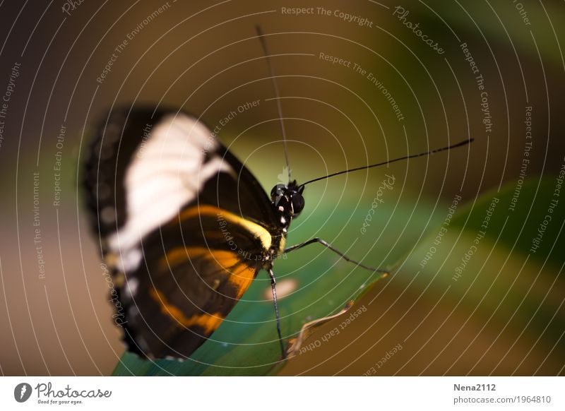 Schmollend... Umwelt Natur Luft Frühling Sommer Schönes Wetter Blatt Garten Park Wiese Feld Schmetterling 1 Tier braun leicht Leichtigkeit zerbrechlich