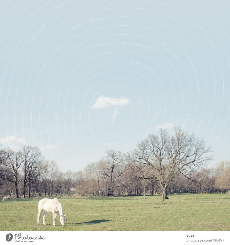 Koppel 66 Umwelt Natur Landschaft Tier Himmel Baum Wiese Nutztier Pferd 1 Fressen stehen blau grün weiß Schimmel Weide Farbfoto Gedeckte Farben Außenaufnahme