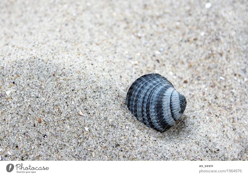 Sandmuschel Gesundheit Alternativmedizin Wellness harmonisch Wohlgefühl Sinnesorgane Ferien & Urlaub & Reisen Sommer Sommerurlaub Strand Meer Insel Strandbar