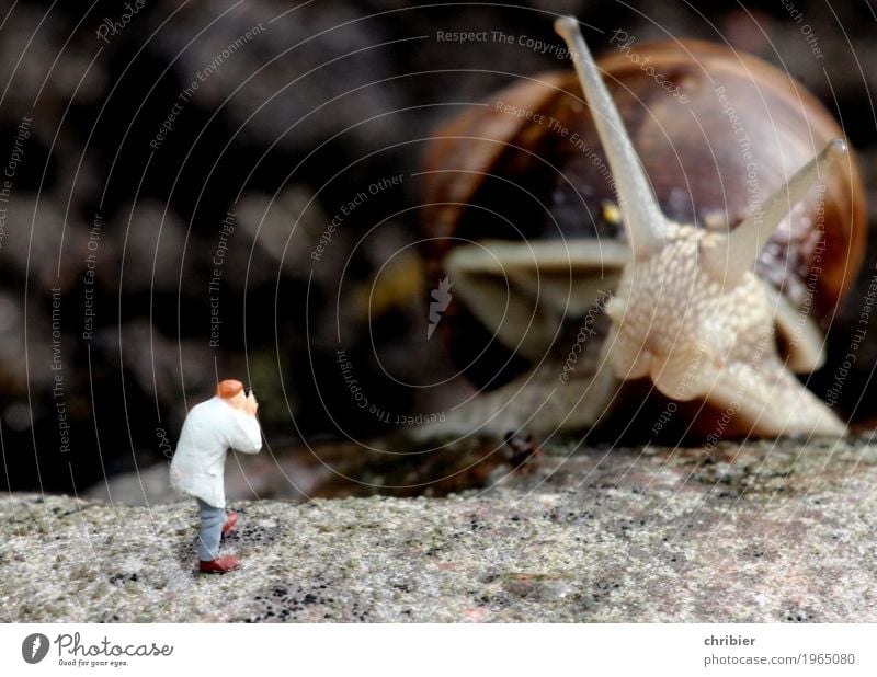 Bitte recht freundlich! Fotografie Safari Garten Tier Schnecke 1 entdecken Gedeckte Farben Außenaufnahme Tag Tierporträt