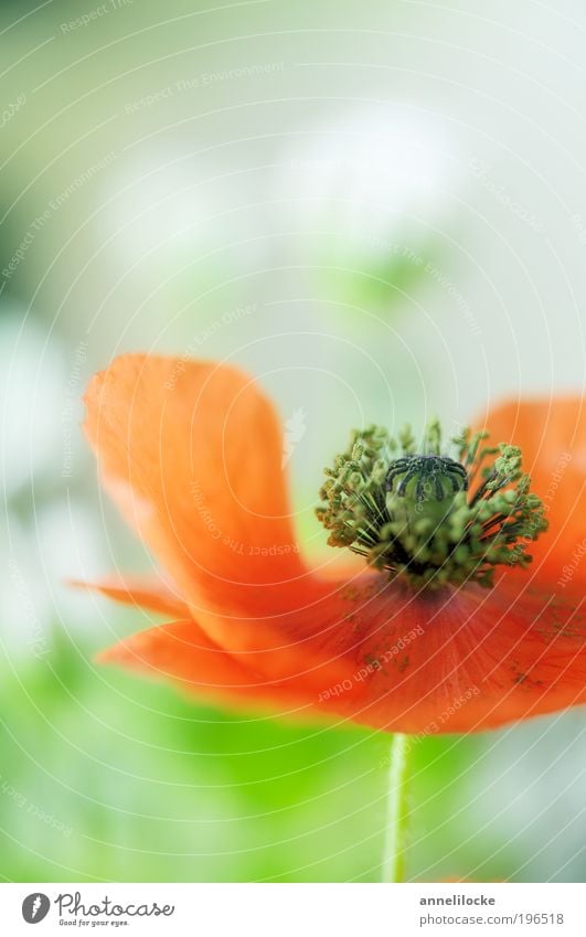 Blumenstrauß Häusliches Leben Dekoration & Verzierung Natur Pflanze Frühling Sommer Blüte Wildpflanze Mohnblüte Mohnkapsel Klatschmohn Blütenblatt Pollen grün