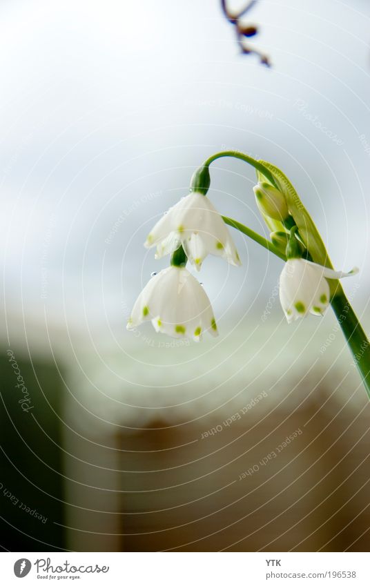 After the rain Umwelt Natur Pflanze Himmel Frühling Klima Wetter Regen Blume Blatt Blüte Grünpflanze Blühend Duft frisch grün Stimmung Vergänglichkeit Wachstum