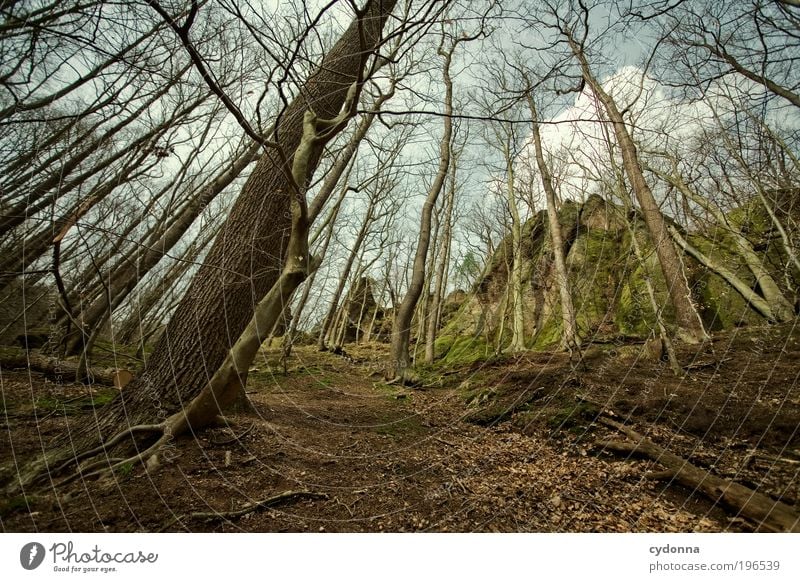 Waldwege Umwelt Natur Landschaft Baum Felsen Berge u. Gebirge Wege & Pfade Bewegung einzigartig Freiheit Idylle Kraft Leben nachhaltig ruhig träumen