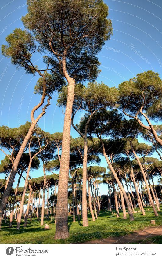 Pinienwald Umwelt Natur Landschaft Pflanze Wolkenloser Himmel Baum Gras Park Wald ruhig Farbfoto Außenaufnahme Tag Licht Schatten Kontrast Starke Tiefenschärfe