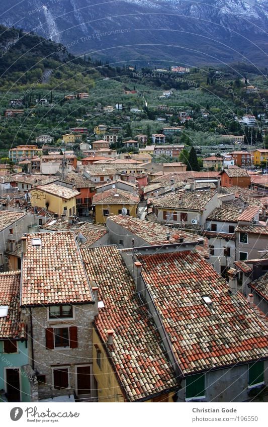 Malcesine Umwelt Natur Landschaft Pflanze Tier Schönes Wetter blau Dach Garda Gardasee Berge u. Gebirge grün Italien Fliesen u. Kacheln Haus Zypresse rot