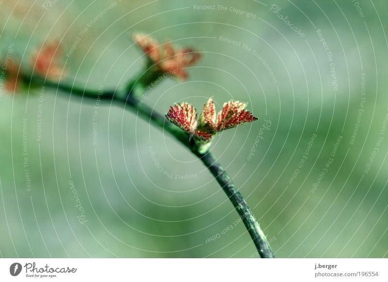 sprout Umwelt Natur Pflanze Frühling Baum Blatt Ast ästhetisch grün rot Zweig Unschärfe Schwache Tiefenschärfe Farbfoto mehrfarbig Außenaufnahme Nahaufnahme