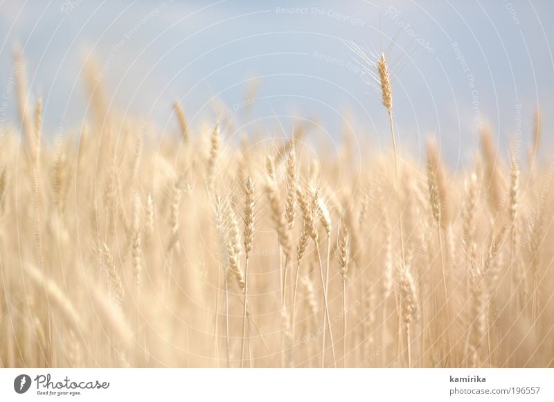 hare hare gerste Lebensmittel Getreide Ernährung Bioprodukte Vegetarische Ernährung Umwelt Natur Landschaft Tier Sommer Herbst Pflanze Nutzpflanze Feld blau