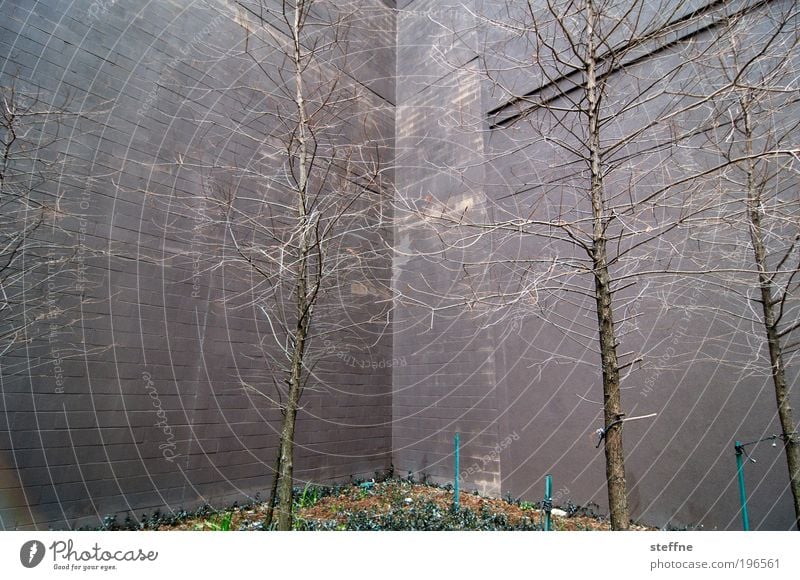 naturban Natur Pflanze Baum Hochhaus Fassade Beton Stein Betonwand Ast Geäst kahl Farbfoto Außenaufnahme Tag