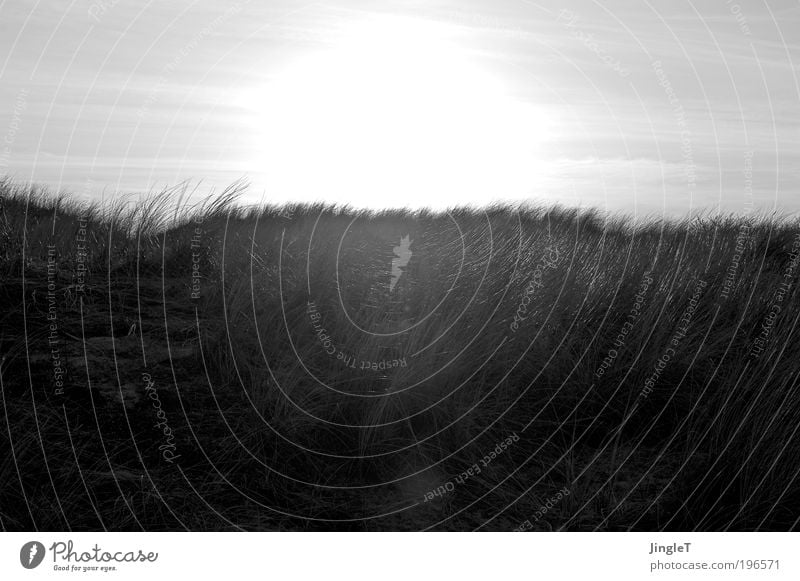 Silberskyline Strand Sand Dünen Gras Himmel Sonne glänzend silber Abend Grauwert Insel Niederlande Ameland Ziselierung fein zart dezent ruhig Einsamkeit