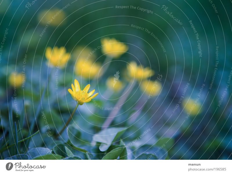 Blümchen Erholung ruhig Duft Valentinstag Muttertag Gartenarbeit Umwelt Natur Frühling Blume Blatt Blüte Wildpflanze Park Wiese Blühend Freundlichkeit