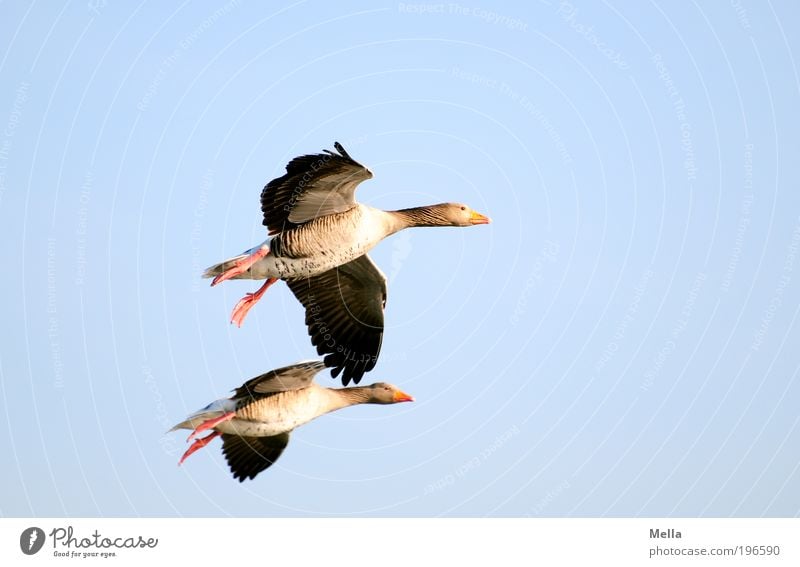 Wilderness all over Umwelt Natur Tier Luft Himmel Wildtier Vogel Wildgans Graugans 2 Tierpaar fliegen Zusammensein natürlich blau Stimmung Einigkeit Sympathie