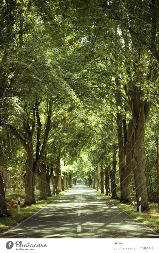 Allee, Allee Umwelt Natur Landschaft Pflanze Urelemente Sommer Klima Schönes Wetter Baum Blatt Wald Verkehr Verkehrswege Straße Wege & Pfade frei natürlich grün