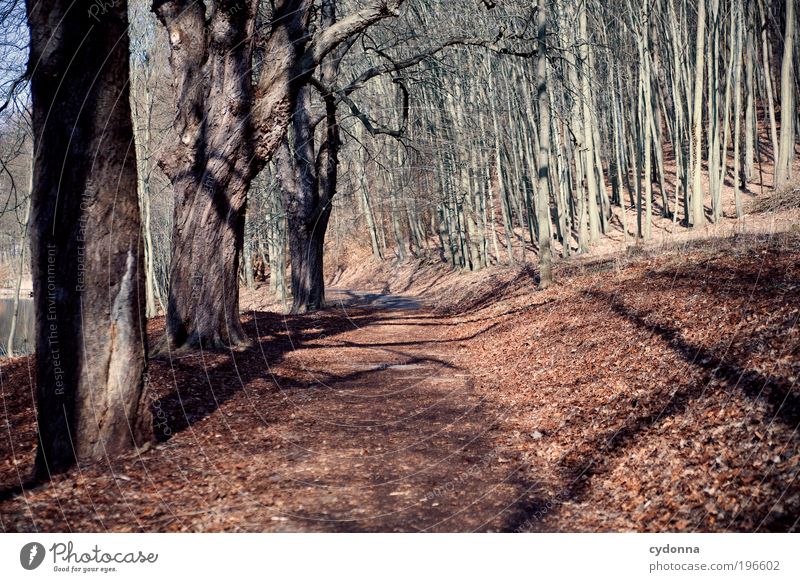 Warten auf Grün Leben Wohlgefühl Erholung ruhig Ausflug Ferne Umwelt Natur Landschaft Baum Wald Wege & Pfade Bewegung Freizeit & Hobby Idylle träumen