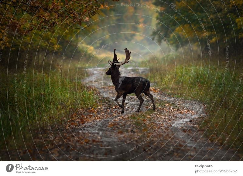 Damhirsch Bock auf Forststraße schön Spielen Jagd Sommer Mann Erwachsene Natur Landschaft Tier Herbst Park Wald Pelzmantel stehen natürlich niedlich wild braun