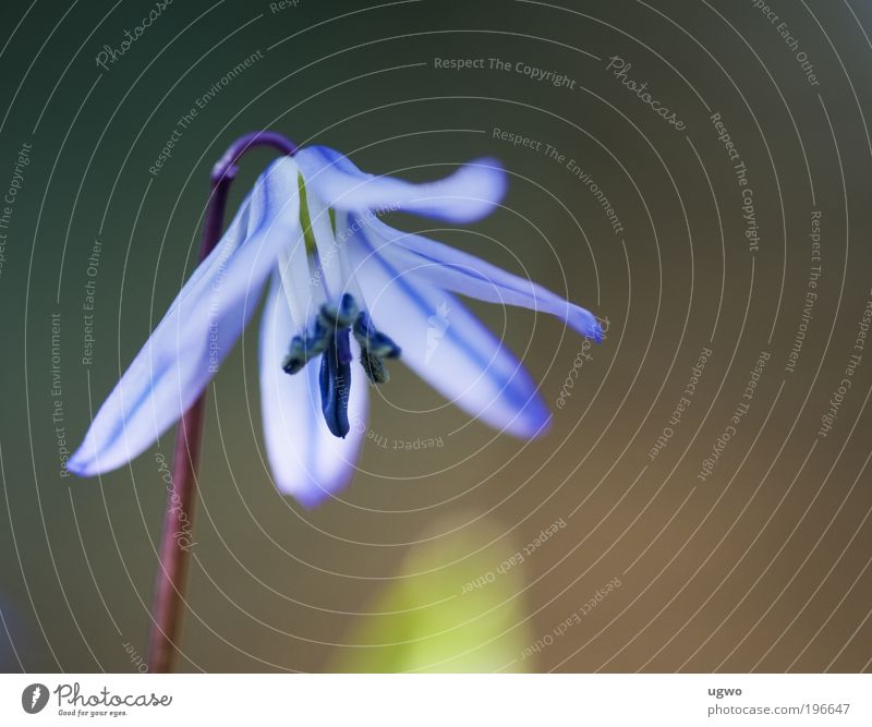 Frühlingserwachen Pflanze Schönes Wetter Blume Nutzpflanze ästhetisch authentisch frisch blau bizarr Frieden Natur Blüte Farbfoto Außenaufnahme Nahaufnahme