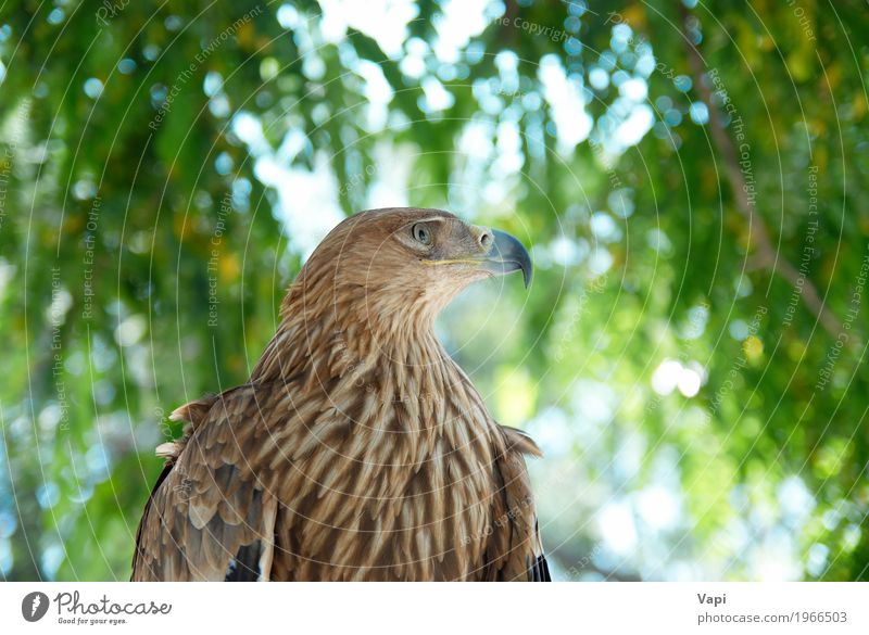 Ein Falkenadler Jagd Freiheit Umwelt Natur Landschaft Pflanze Tier Himmel Frühling Sommer Schönes Wetter Baum Park Wald Wildtier Vogel 1 Aggression wild blau