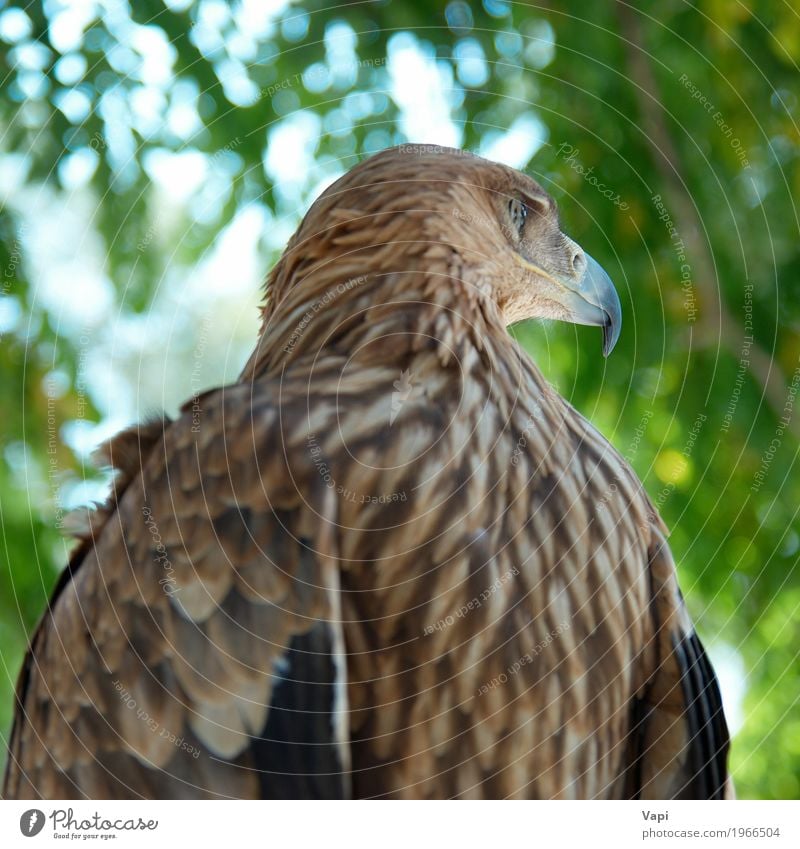 Ein Falkenadler Jagd Freiheit Natur Landschaft Tier Himmel Frühling Sommer Schönes Wetter Baum Park Wald Wildtier Vogel 1 Aggression wild blau braun gelb grün