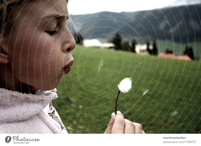 Pusteblume feminin Kind Mädchen Kopf Haare & Frisuren Gesicht Mund Lippen 1 Mensch 8-13 Jahre Kindheit Natur Landschaft schlechtes Wetter Wiese fliegen blond