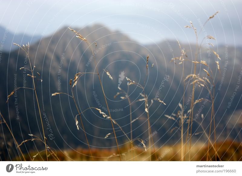 Berg voll Gras Berge u. Gebirge Umwelt Natur Landschaft Himmel Gewitterwolken Herbst schlechtes Wetter Wiese Menschenleer braun Einsamkeit kalt Halm Farbfoto